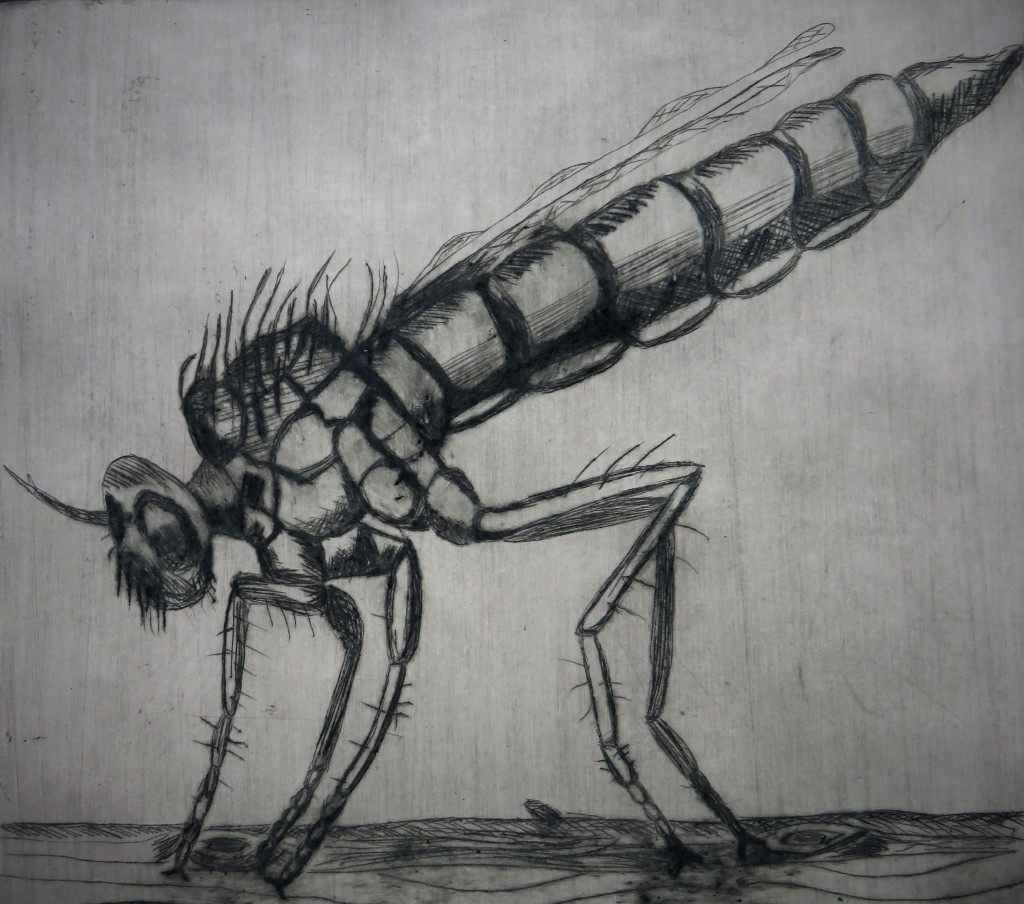 Dry point etching of a robber fly